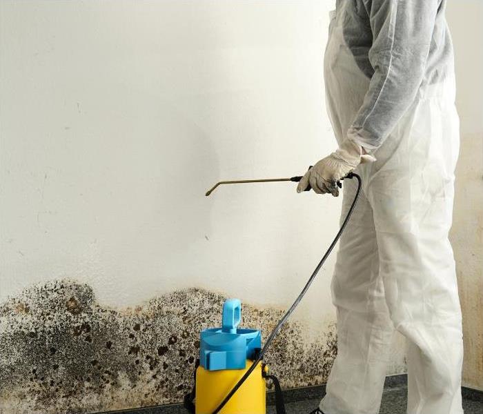 Professional doing mold remediation